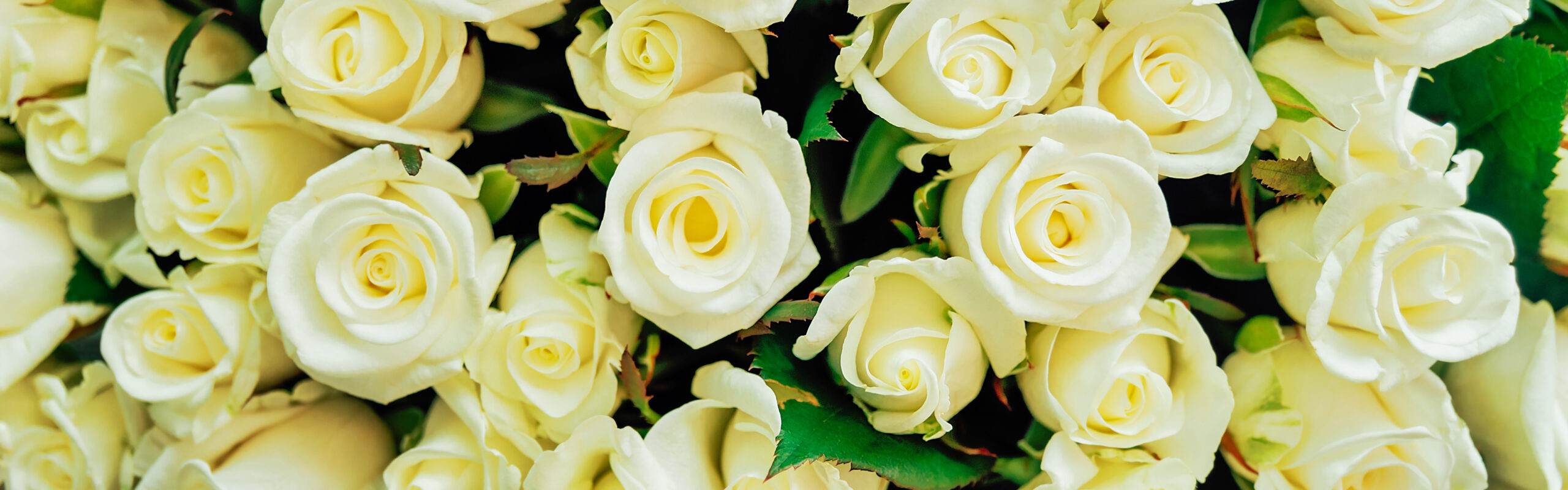https://kelseymichaelwedding.com/wp-content/uploads/2025/04/close-up-of-a-huge-bouquet-of-white-roses-2025-03-08-12-33-00-utc-CreamOverlay-Tinted-Cropped-scaled.jpg